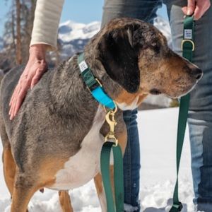 New! Dog + Bone Green/ Blue Dog Collar